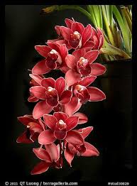 Picture Photo Cymbidium Ruby Shower Murasakinokimi A Hybrid Orchid Orchids Orchid Photo Beautiful Flowers