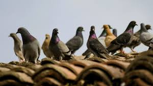 Bird netting is an exclusion method primarily used for large commercial bird and pigeon control. How To Get Rid Of Pigeons From Your Roof And Keep Them Away Pest Defence