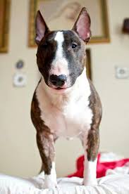 Disorganized English Bull Terriers Bull Terrier Miniature Bull Terrier