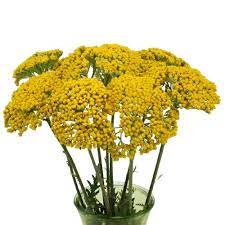 Yarrow Achillea Yellow Flower Fiftyflowers Com Yellow Flowers Yarrow Plant Yarrow