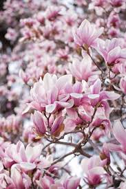 Magnolia Liliflora Beautiful Flowers Flowering Trees Magnolia Trees