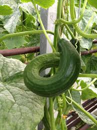 Image result for thrips damage on cucumber