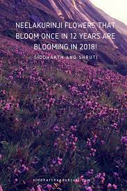 Check spelling or type a new query. The Mysterious Neelakurinji Flowers That Bloom Once In 12 Years Are Blooming In 2018 Siddharth And Shruti