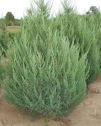 Image result for Juniperus