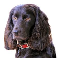 The boykin spaniel is a very calm, loving and loyal companion. Boykin Spaniel Puppies For Sale Adoptapet Com
