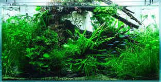 You will also want a dense area of plant life for them to hide in. The Best Plants Bulbs For A Betta Fish Aquarium Bettaboxx