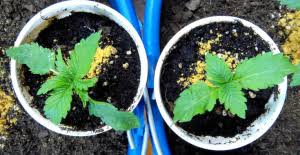 Da ist das schimmelrisiko schon sehr hoch. Outdoor Grow Was Muss Man Beachten 1000seeds
