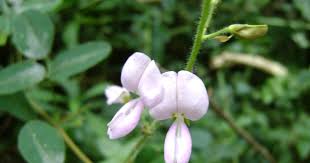 Image result for Desmodium uncinatum