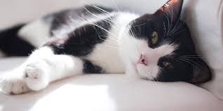 Kucing yang mengalami stres dalam waktu lama bisa berpengaruh pada kesehatan hewan tersebut. Perhatikan Ciri Ciri Kucing Hamil Cara Mempersiapkannya Pintarpet