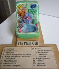 Whether you are looking for essay, coursework, research, or term paper help, or help with any other assignments, someone is always available to help. Plant Cell Project Plant Cell Structure Simple Plant Cell Plant Cell Organelles Plant Cell Project Materials Plant Plant Cell Model Plant Cell Cell Model