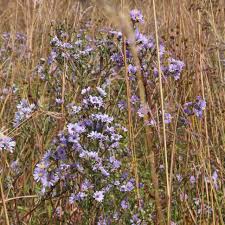 Image result for Xyris asterotricha