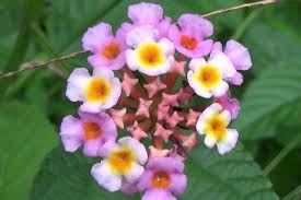 Dlium Umbelanterna Lantana Camara Lantana Lantana Camara Ornamental Plants