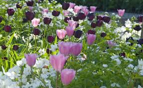 Tulpe Tulpenbeet Fruehling 2093067 Blp Izb Jpg 1000 613 Blumenzwiebeln Blumenzwiebeln Pflanzen Pflanzen