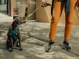 Whenever you go on a vacation leaving your furry pals at home, the way the pet sitters treat oh, yes, veterinary services and pet food costs are beyond my current financial means. Wag Vs Rover The Pet Care Startups Competing To Walk Your Dog Vox