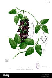 Image result for Sphedamnocarpus pruriens