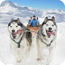 Download Snow Dog Sledding Transport Games: Winter Sports 1.2 APK - Android  Simulation Games
