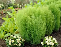 Image result for Scoparia