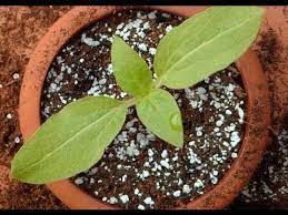 Pin On Pots Potting Tips