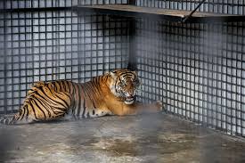 Ternak itu, satu di antaranya habis tak bersisa, diduga menjadi mangsa macan dahan. Mengenal Harimau Sumatera Yang Terancam Punah Halaman All Kompas Com