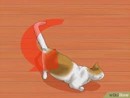 The symptoms can vary, depending on the part of the brain that's affected and the severity of the incident. How To Identify If Your Cat Has Had A Stroke With Pictures