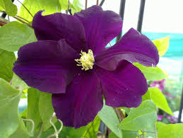 Maybe you would like to learn more about one of these? Celebrita Rodeo Perseo Clematis Nike Isolare Bombardamento Orgoglioso