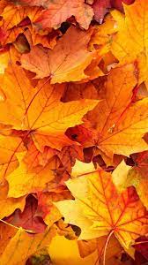 Pin By Regina Hernandez On Wallpaper Fall Wallpaper Fall Wallpaper Tumblr Iphone Wallpaper Fall
