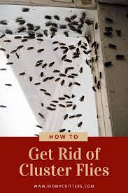 How To Get Rid Of Cluster Flies Naturally And Effectively Fly Repellant House Fly Infestation Best Fly Trap