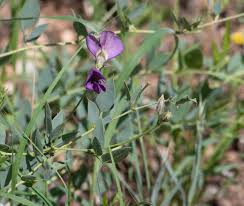 Image result for Otoptera