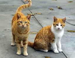 Maybe you would like to learn more about one of these? Cat Poop Guide Color Consistency Shape Contents Scary Symptoms