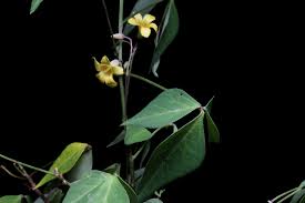 Image result for Oxalidaceae