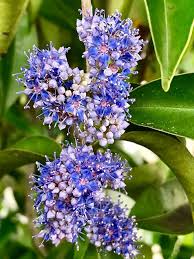 Image result for Memecylon