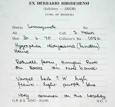 Image result for Hygrophila didynama