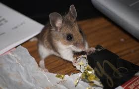 The things that mice eat range over several substances. How Can I Get Rid Of The Mice In My House Unh Extension
