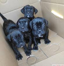 Cane Corso Yavrusu Bursa Kopek Okulu Kopek Ilanlari Merkez Bursa Ilan