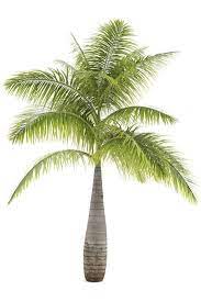 Pictures Of Different Types Of Palm Trees Lovetoknow Palm Tree Types Palm Trees Landscaping Palm Tree Plant