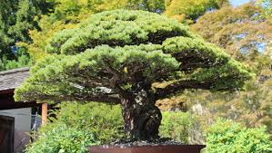 Indoor bonsai trees can bring you inner peace. Bonsai Tree Nearly 400 Years Old Survived Hiroshima And Is Still Flourishing In D C