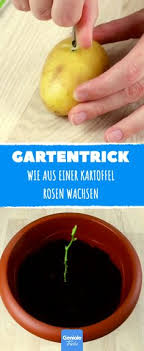 Ameisen in der wohnung oder im garten sind zwar nicht gefährlich, doch treten sie oft genau da auf wo man sie nicht haben möchte. Die 7 Besten Ideen Zu Hausmittel Gegen Ameisen Hausmittel Gegen Ameisen Garten Pflanzen