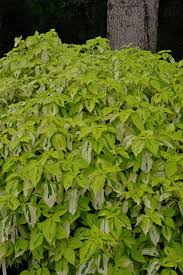 Image result for Boehmeria nivea