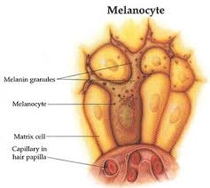 Image result for Melanocyte