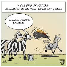 Strip cartoon — noun a series of illustrations depicting a humorous narrative syn: Zebras Stripes Cartoon Movement