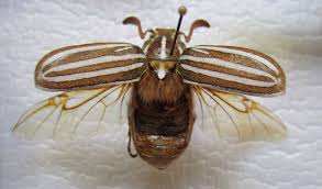 Big Black Bug With White Stripes Striped June Beetle By Reptangle On Deviantart Beetle Beetle Wings Tattoo Inspiration
