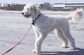 Goldendoodle 101 owner's guide is the ultimate solution. Goldendoodle Dog Breed Health Training Feeding Puppies And Temperament Petguide