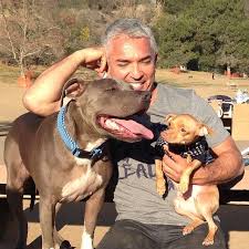 Tuna Melts My Heart The Underdog With The Overbite Tuna The Underdog With An Overbite Hits The Road To Lend A Paw Tuna Dog Dog Crossbreeds Dog Love