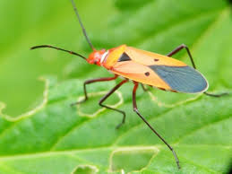 Check spelling or type a new query. The Orange Beetle With A Black Spot Motif Which I Photograph Behind My House Steemit