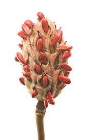 Magnolia Seeds By Robert Llewellyn One Of My Favorite Botanical Photographer Seed Pods Flower Seeds Seed Pots
