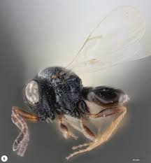 Image result for Platostoma strictum