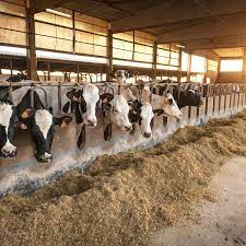 How Climate Change Will Affect Dairy Cows And Milk Production In The Uk New Study