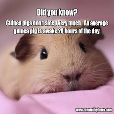 Pin On Guineapig Facts
