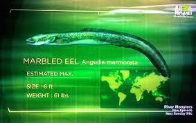 Marbled Eel S07e05 Fiji River Monsters River Natural Landmarks