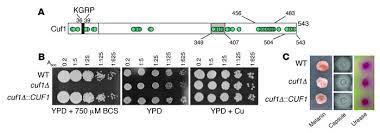 Jci Role Of A Cuf1 Ctr4 Copper Regulatory Axis In The Virulence Of Cryptococcus Neoformans